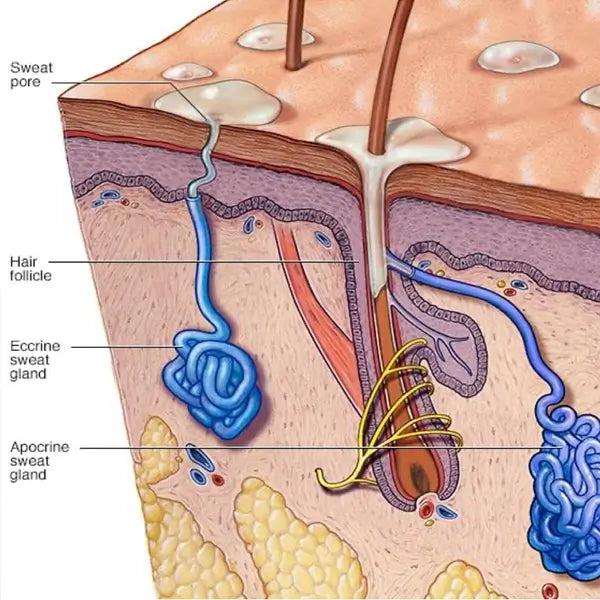 Aluminum in Antiperspirants