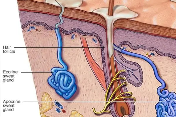 Aluminum in Antiperspirants